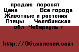 продаю  поросят  › Цена ­ 1 000 - Все города Животные и растения » Птицы   . Челябинская обл.,Чебаркуль г.